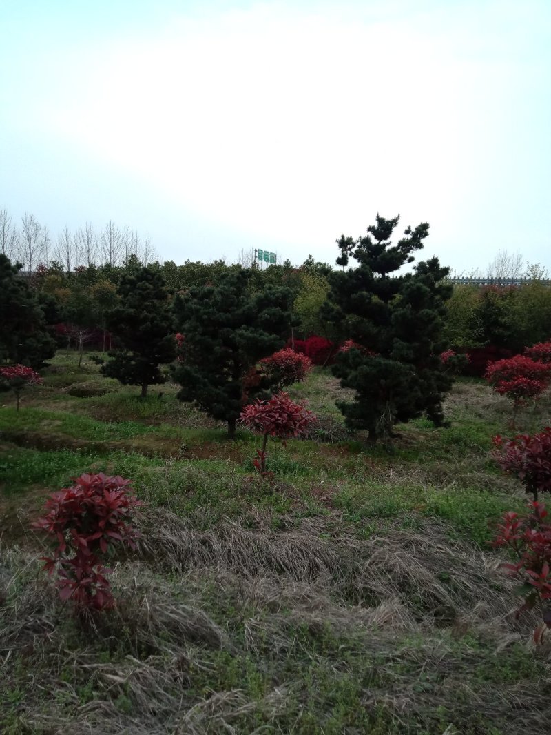 五针松湿地松罗汉松九江市柴桑区清风园