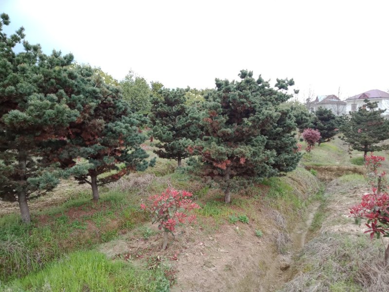 五针松湿地松罗汉松九江市柴桑区清风园