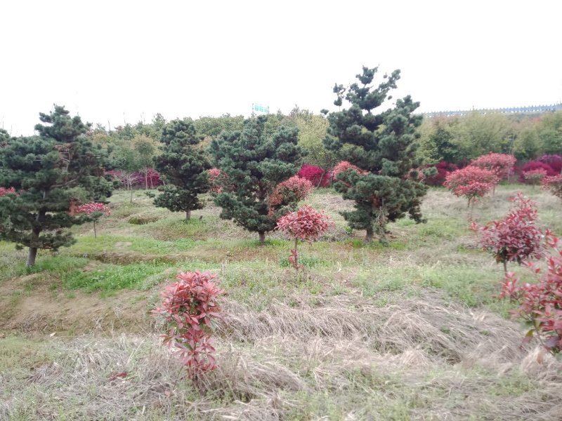 五针松湿地松罗汉松九江市柴桑区清风园