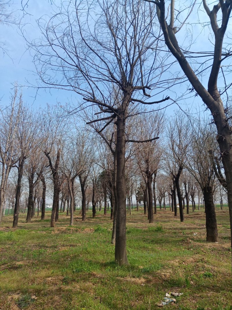 出售15-80国槐基地直供多规格品齐全可实地考察