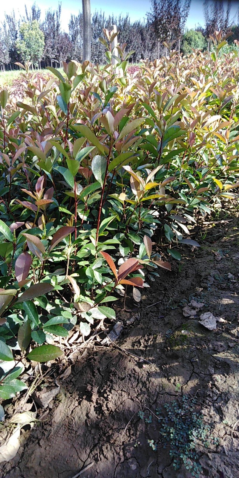 紫叶矮樱