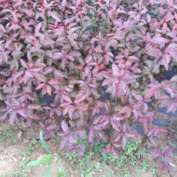 紫叶矮樱
