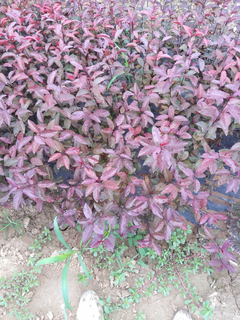 紫叶矮樱
