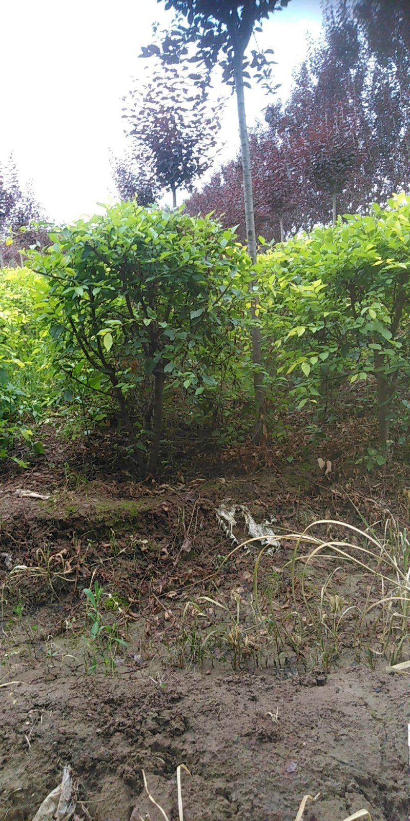 紫叶矮樱