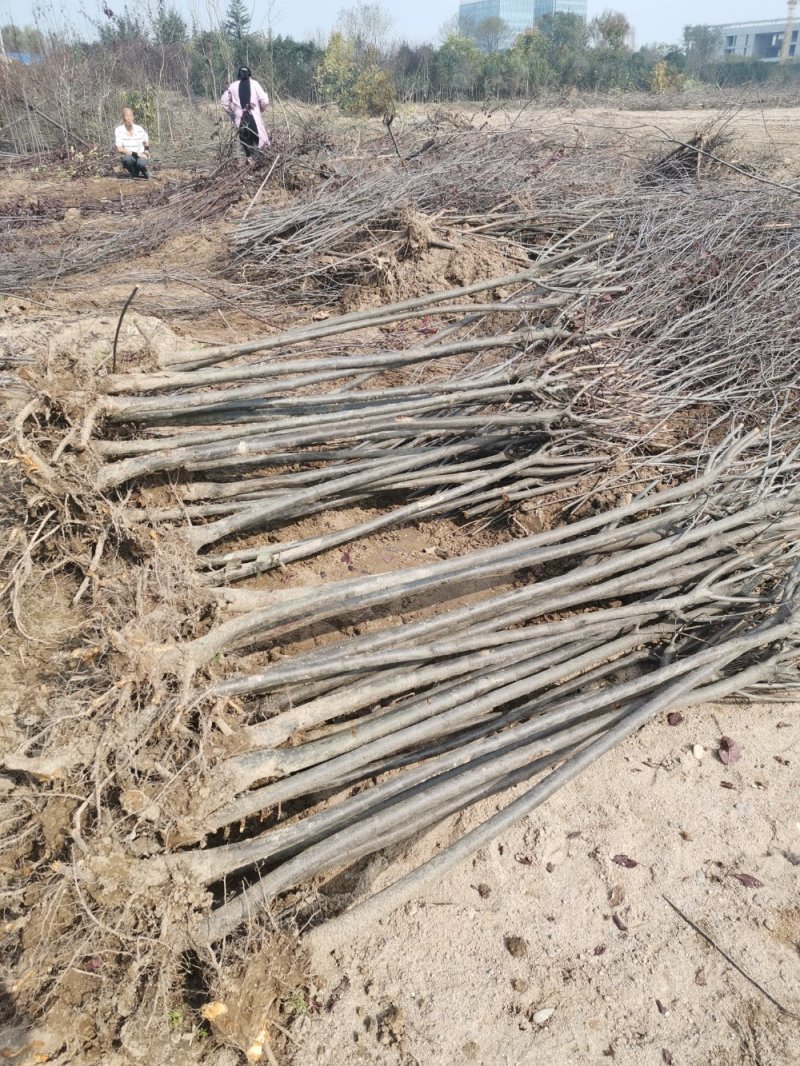 紫叶李，行道树，彩叶树种，高低分枝，规格齐全，货源充足