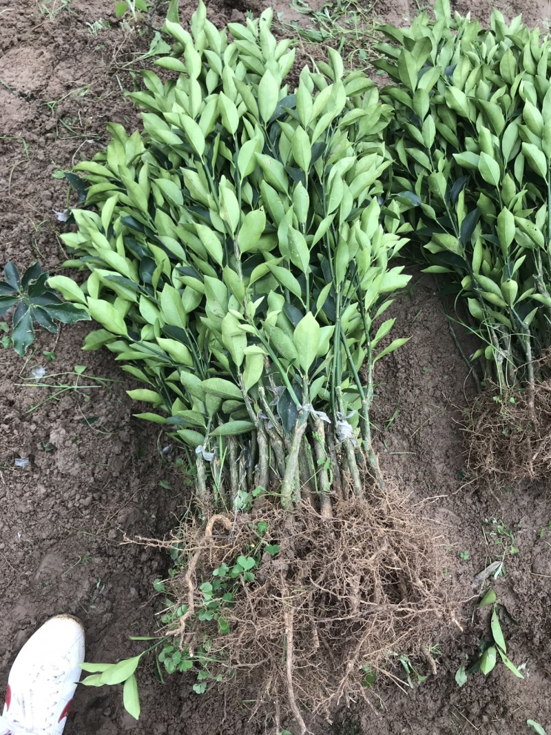 脆蜜金桔苗(脆蜜金桔)自家育苗基地品种纯