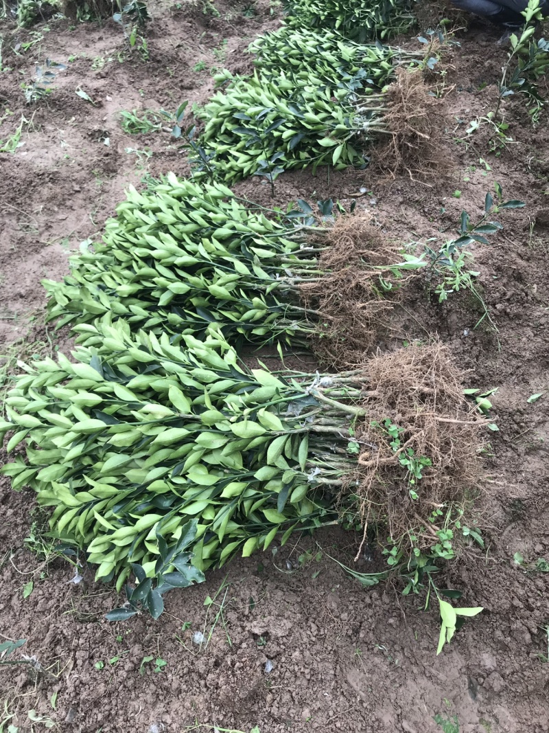 脆蜜金桔苗(脆蜜金桔)自家育苗基地品种纯