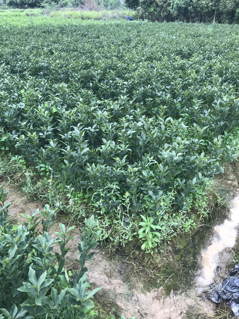 脆蜜金桔苗(脆蜜金桔)自家育苗基地品种纯