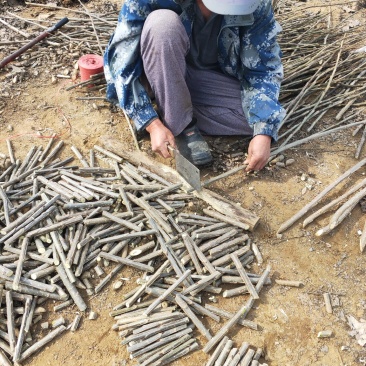 2025无絮杨树苗，2024新年苗圃开始出售，接受订单！