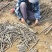 2025无絮杨树苗，2024新年苗圃开始出售，接受订单！
