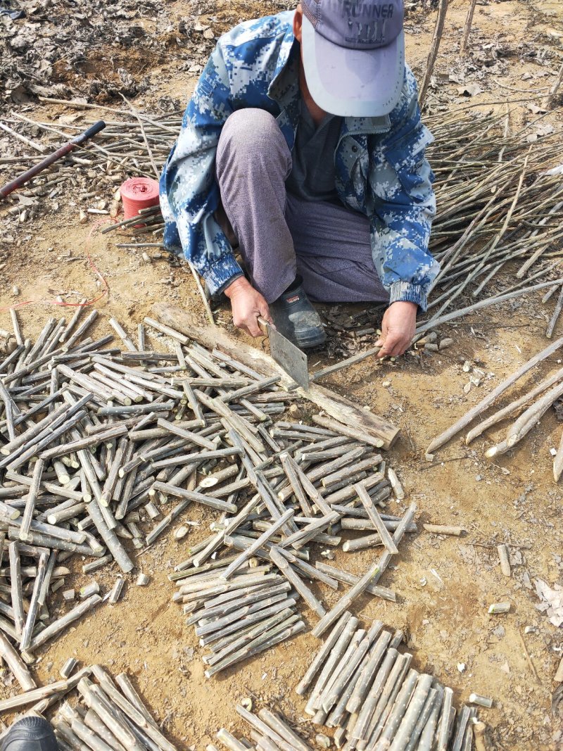 2025无絮杨树苗，2024新年苗圃开始出售，接受订单！