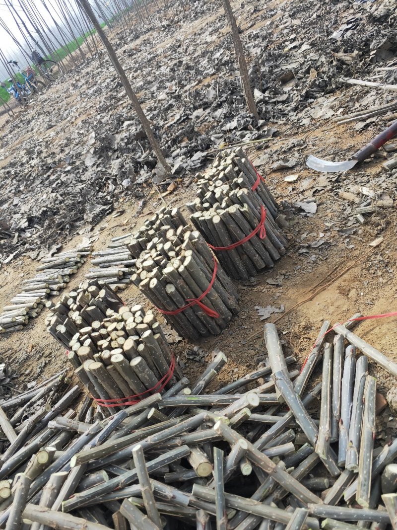 2025无絮杨树苗，2024新年苗圃开始出售，接受订单！