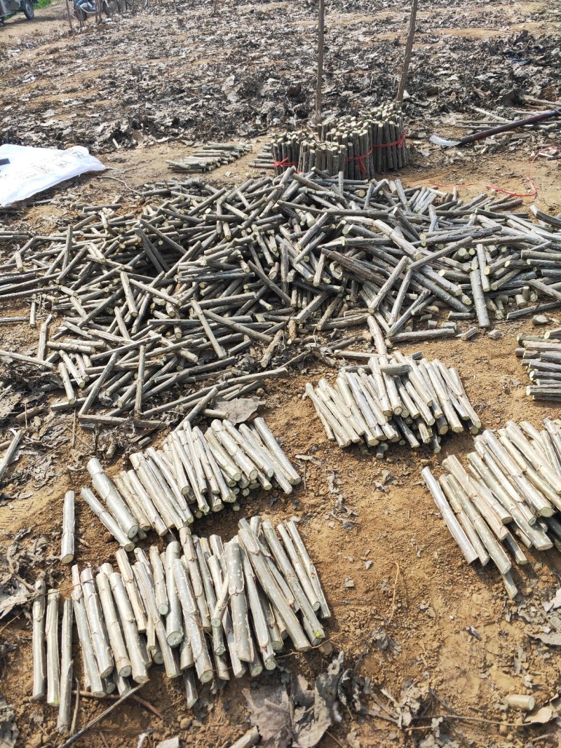2025无絮杨树苗，2024新年苗圃开始出售，接受订单！