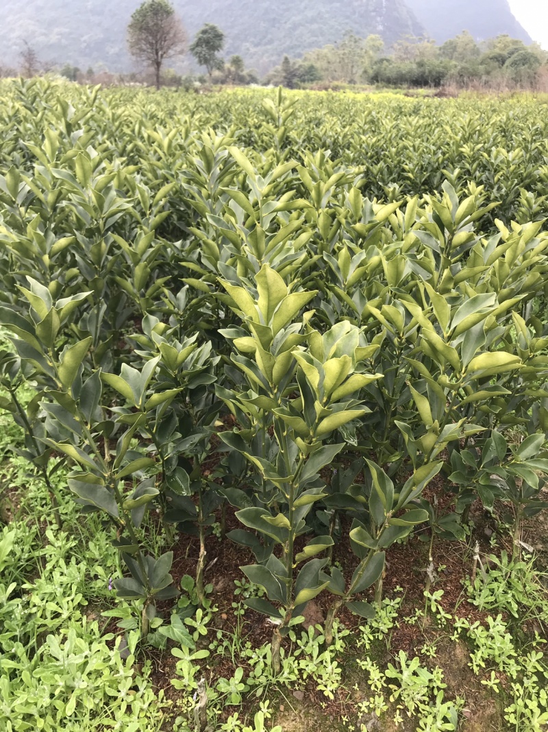 脆蜜金桔苗(脆蜜金桔)自家育苗基地品种纯