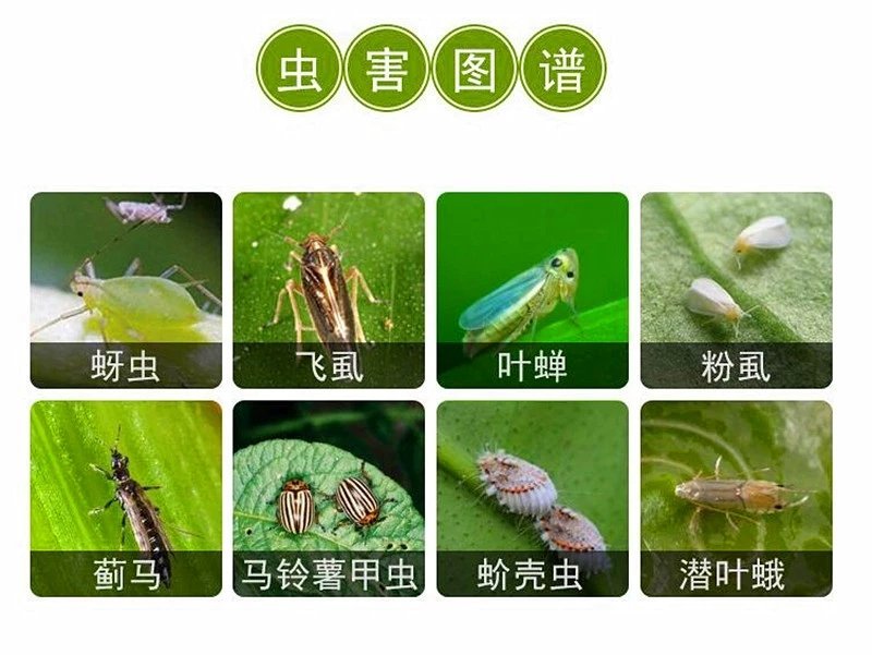 75%噻虫嗪杀虫剂农药杀蚜虫飞虱蓟马绿叶蝉腻虫药包邮