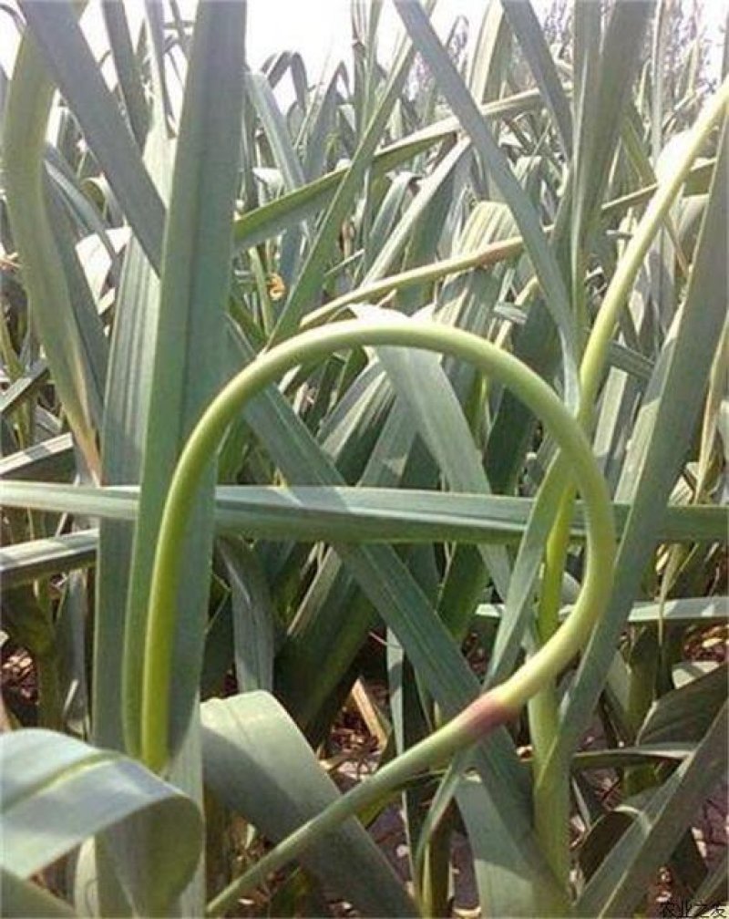 蒜薹通货30~40cm，质量优价格低，欢迎新老朋友联