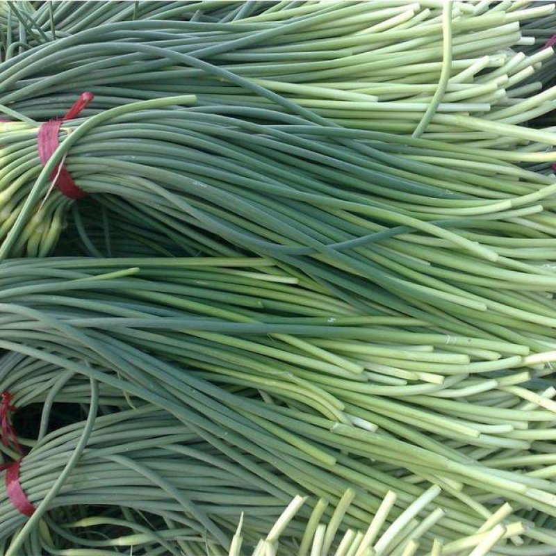 蒜薹通货30~40cm，质量优价格低，欢迎新老朋友联
