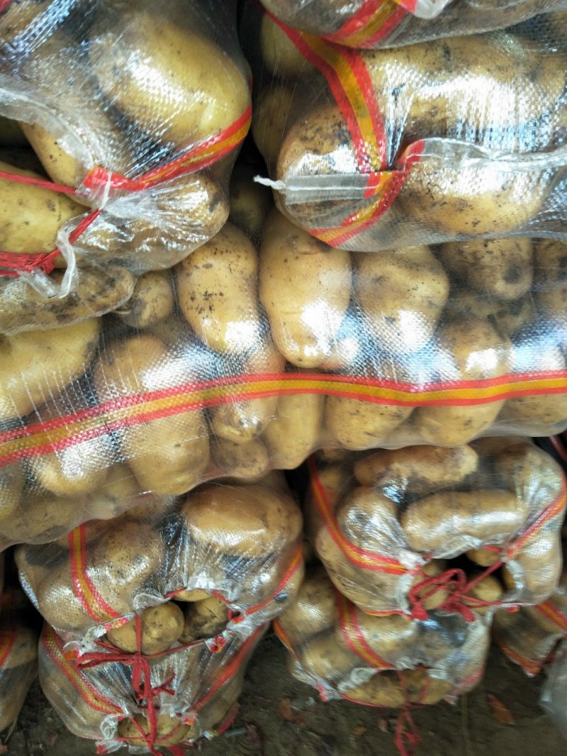 新土豆大棚的五一前后量大