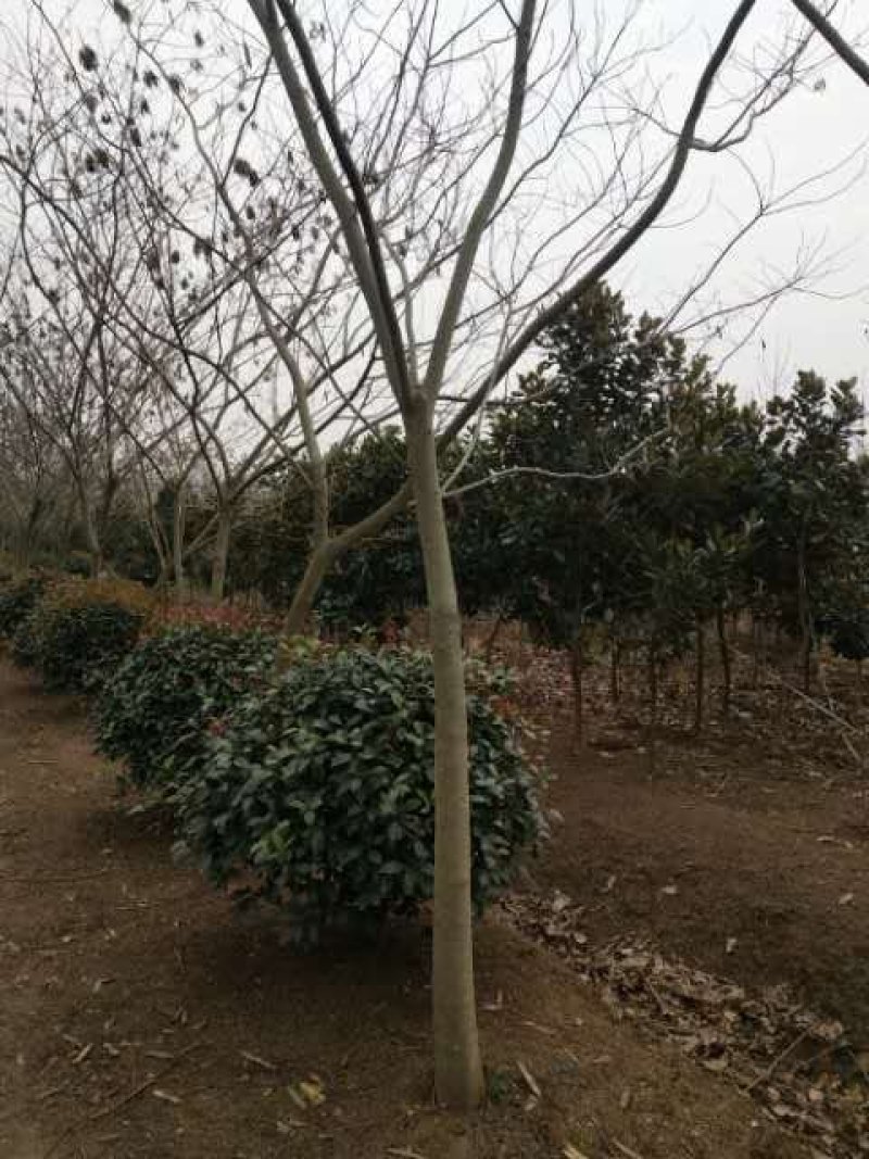 合欢树2-20够。公分量大供应