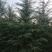 雪松1-10米量大供应工程树精品树型都有