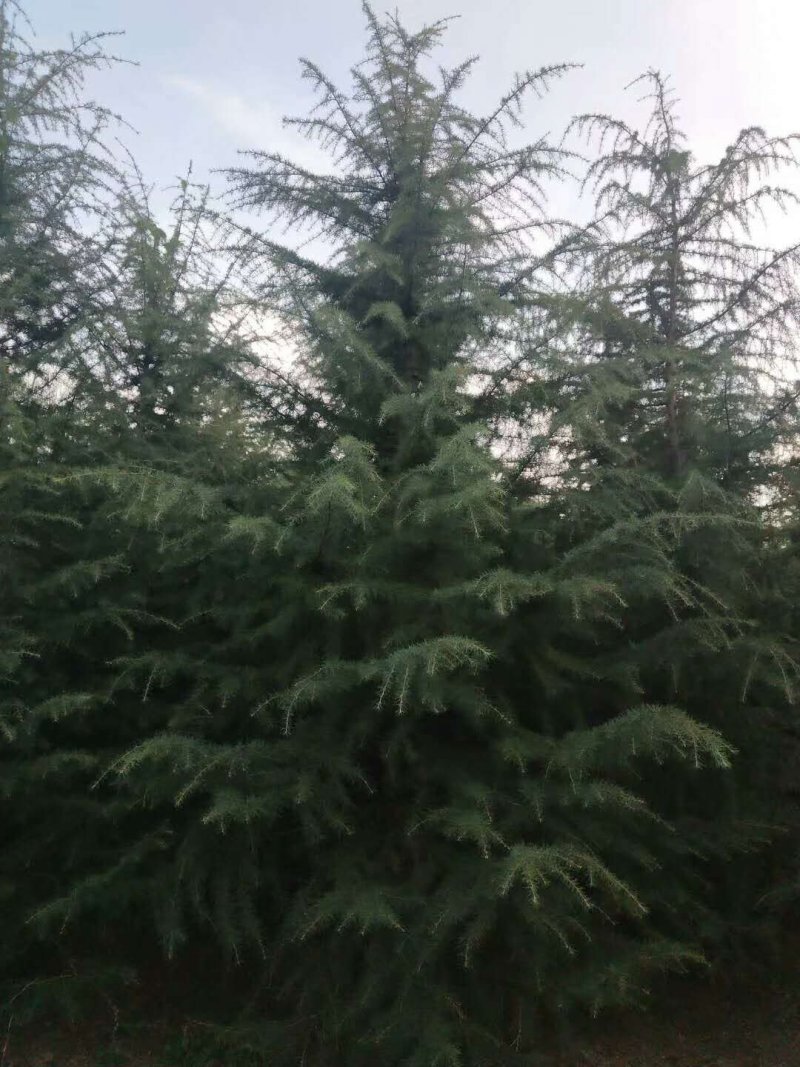 雪松1-10米量大供应工程树精品树型都有