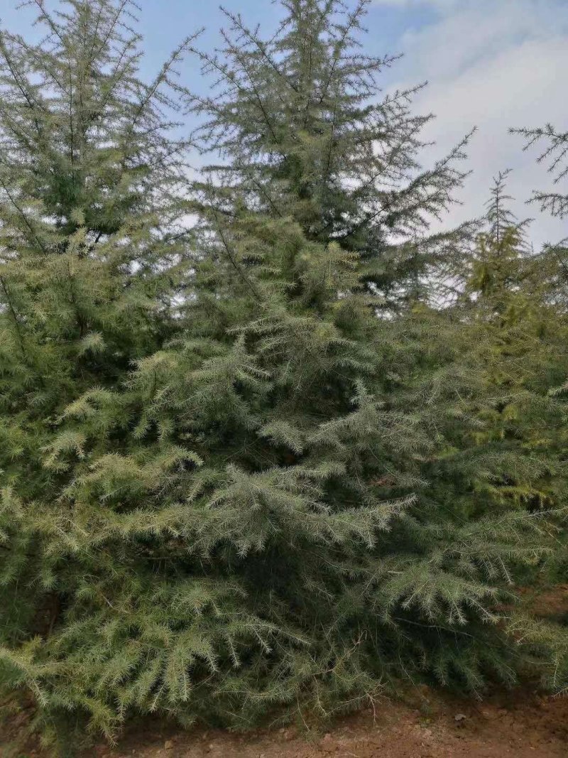 雪松1-10米量大供应工程树精品树型都有