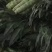 精品大棚青皮青肉红叶香莴苣大量上市，价格美丽