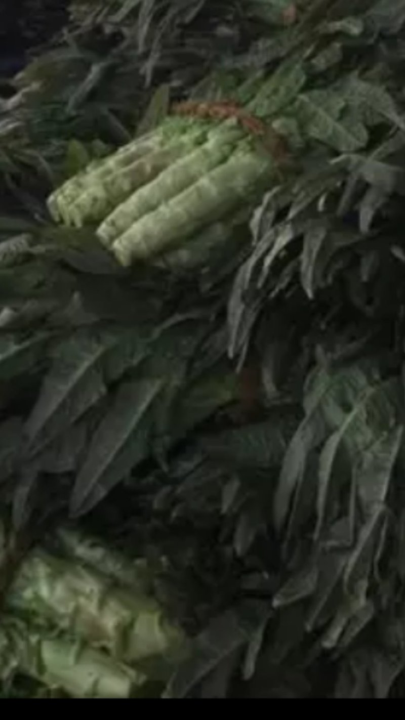 精品大棚青皮青肉红叶香莴苣大量上市，价格美丽