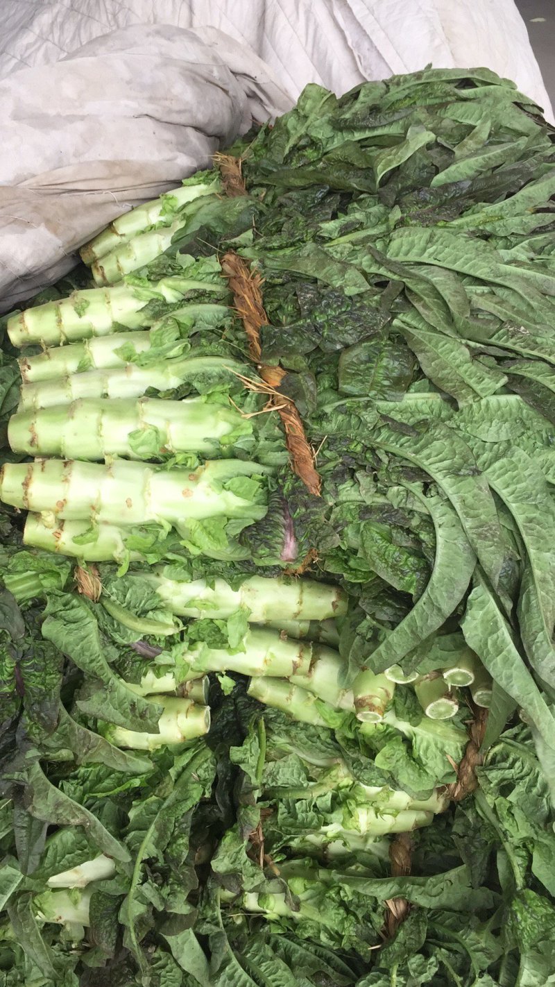 精品大棚青皮青肉红叶香莴苣大量上市，价格美丽
