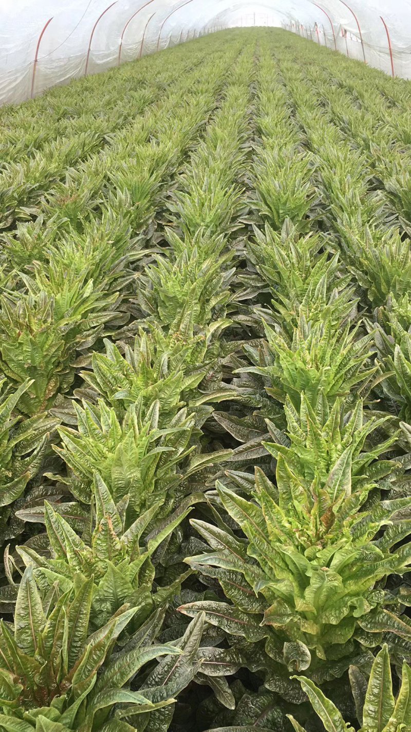 精品大棚青皮青肉红叶香莴苣大量上市，价格美丽