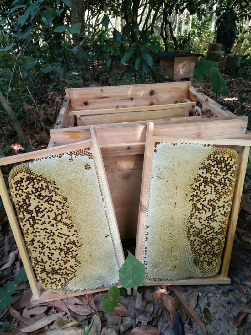 蜜蜂蜂王