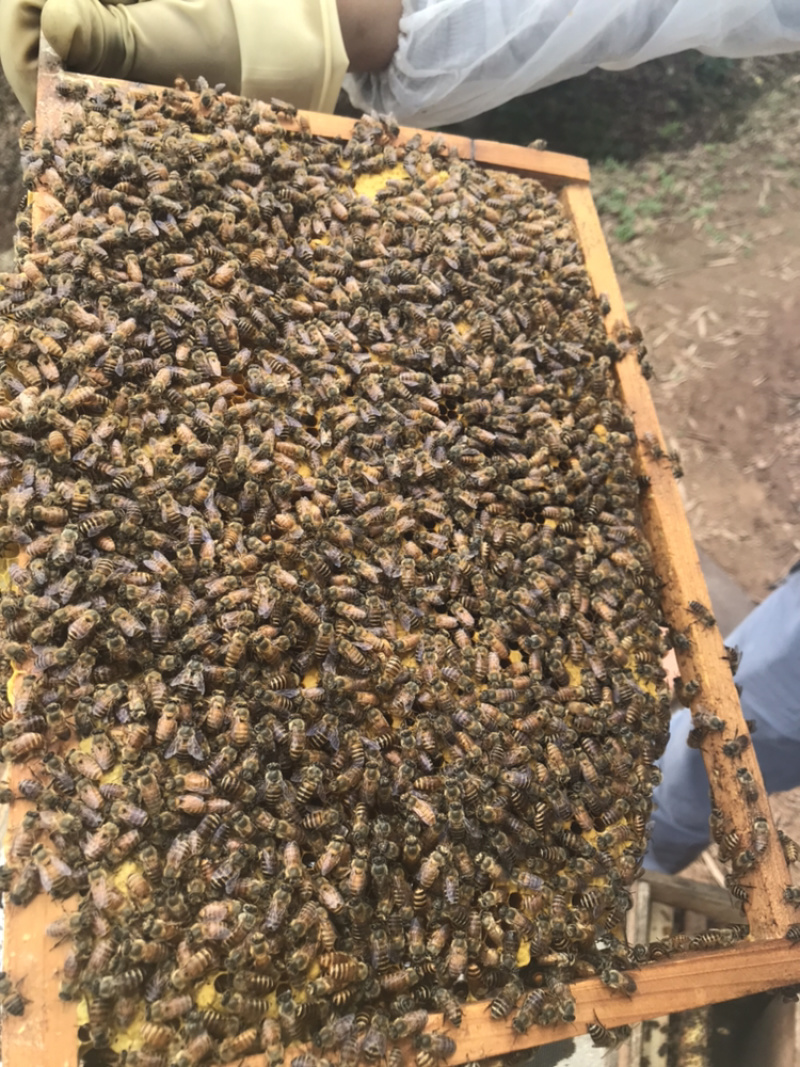 蜜蜂蜂王