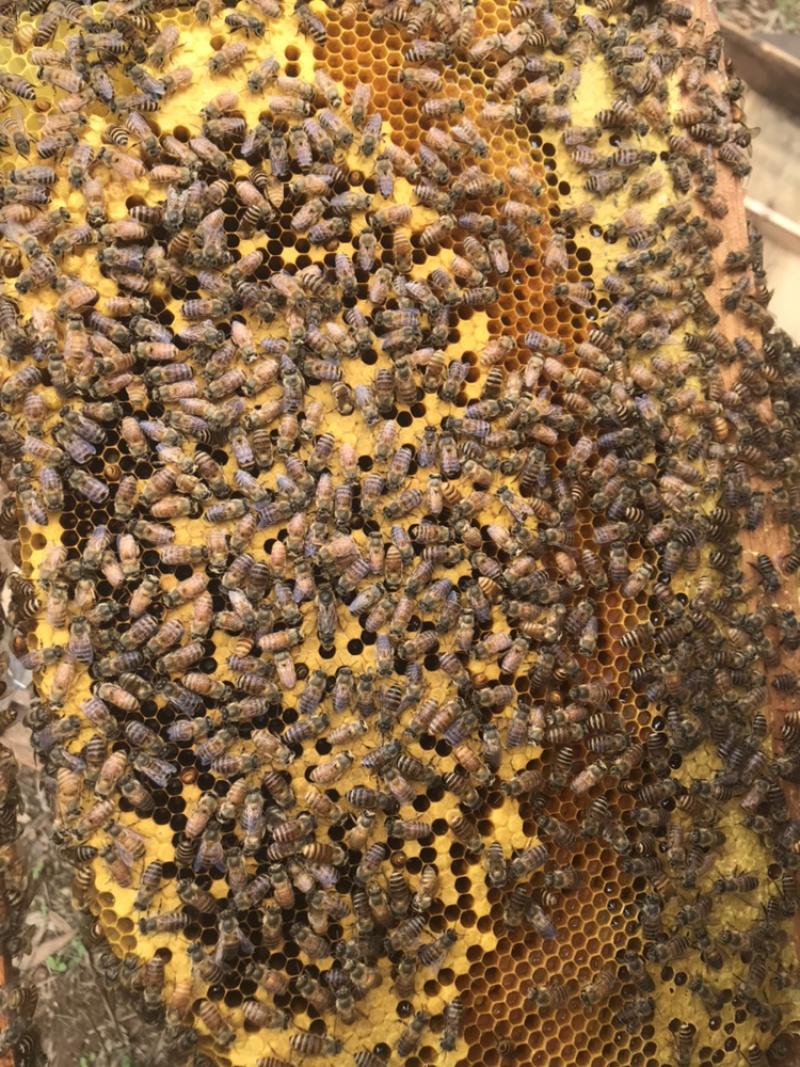 蜜蜂蜂王