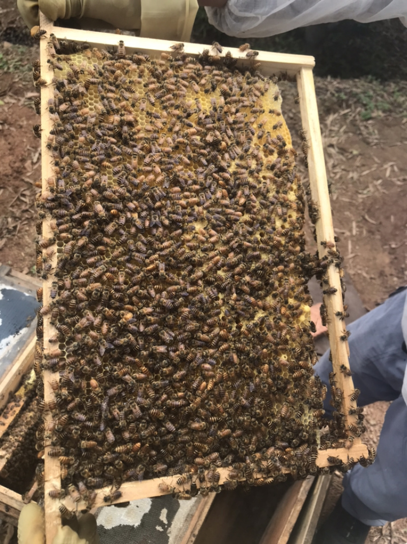 蜜蜂蜂王