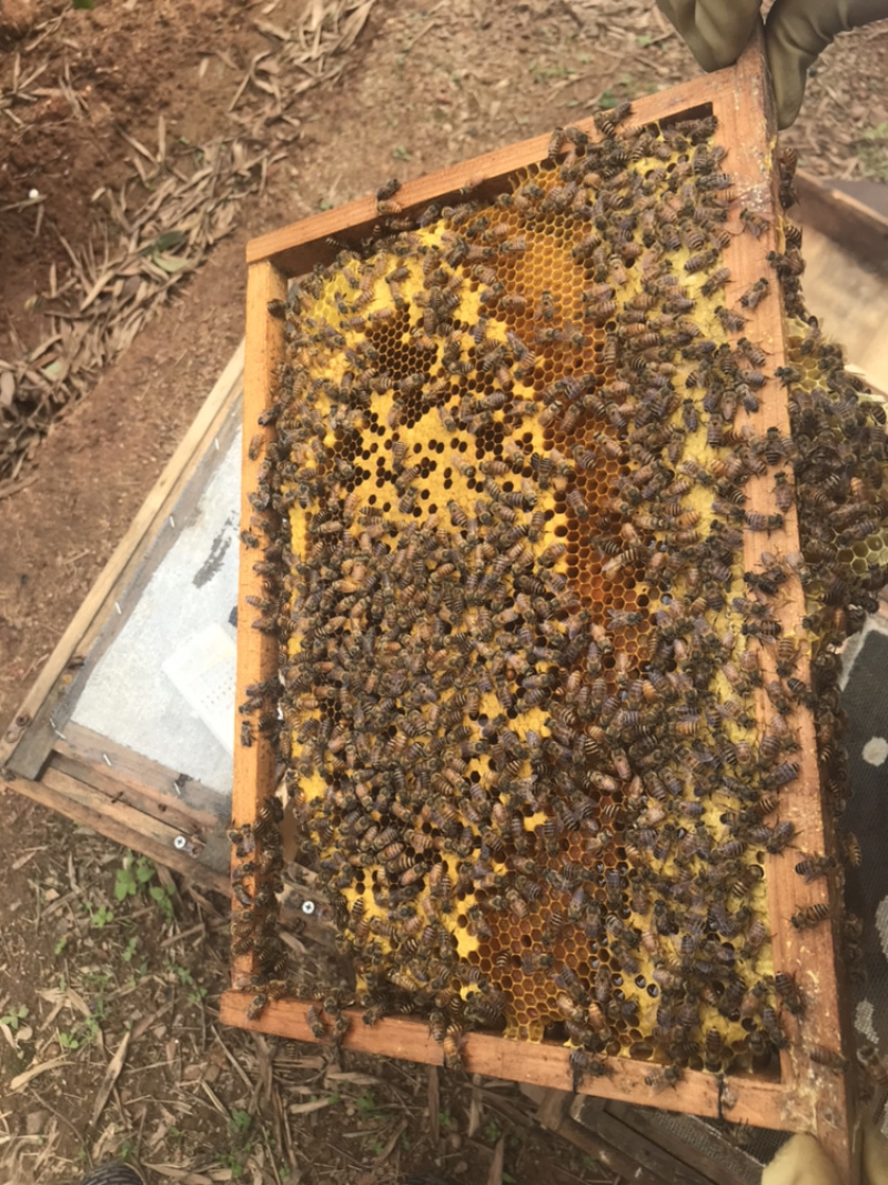 蜜蜂蜂王