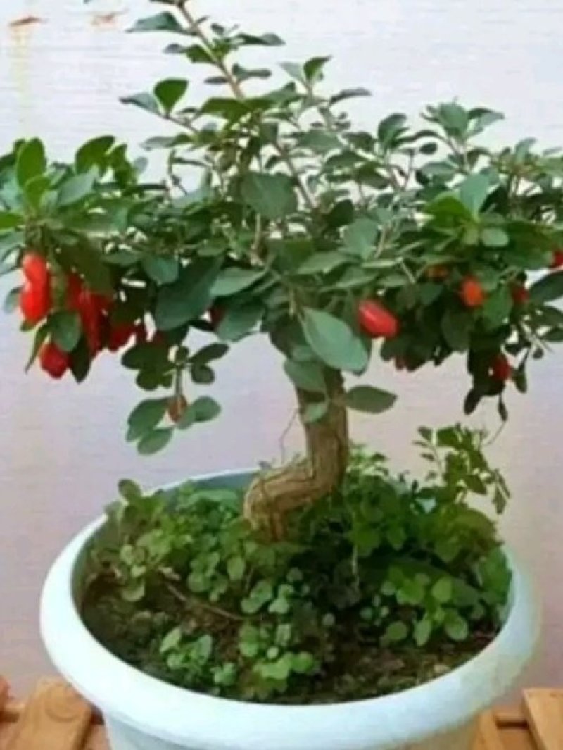 红枸杞盆栽老桩，适合南北方种植，产地直销，一手货源。