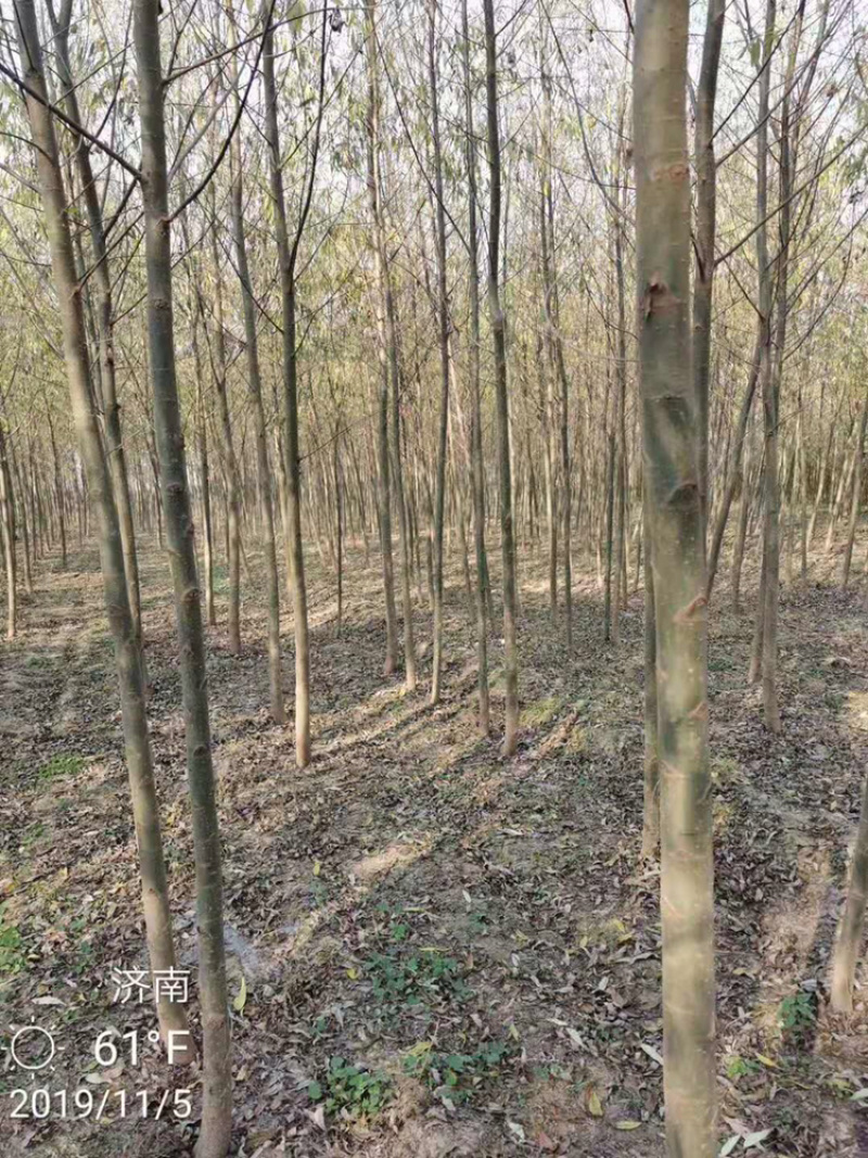 2-15公分竹柳可视频在线观看支持线上交易