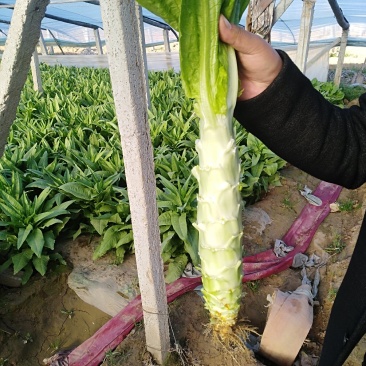 莴苣