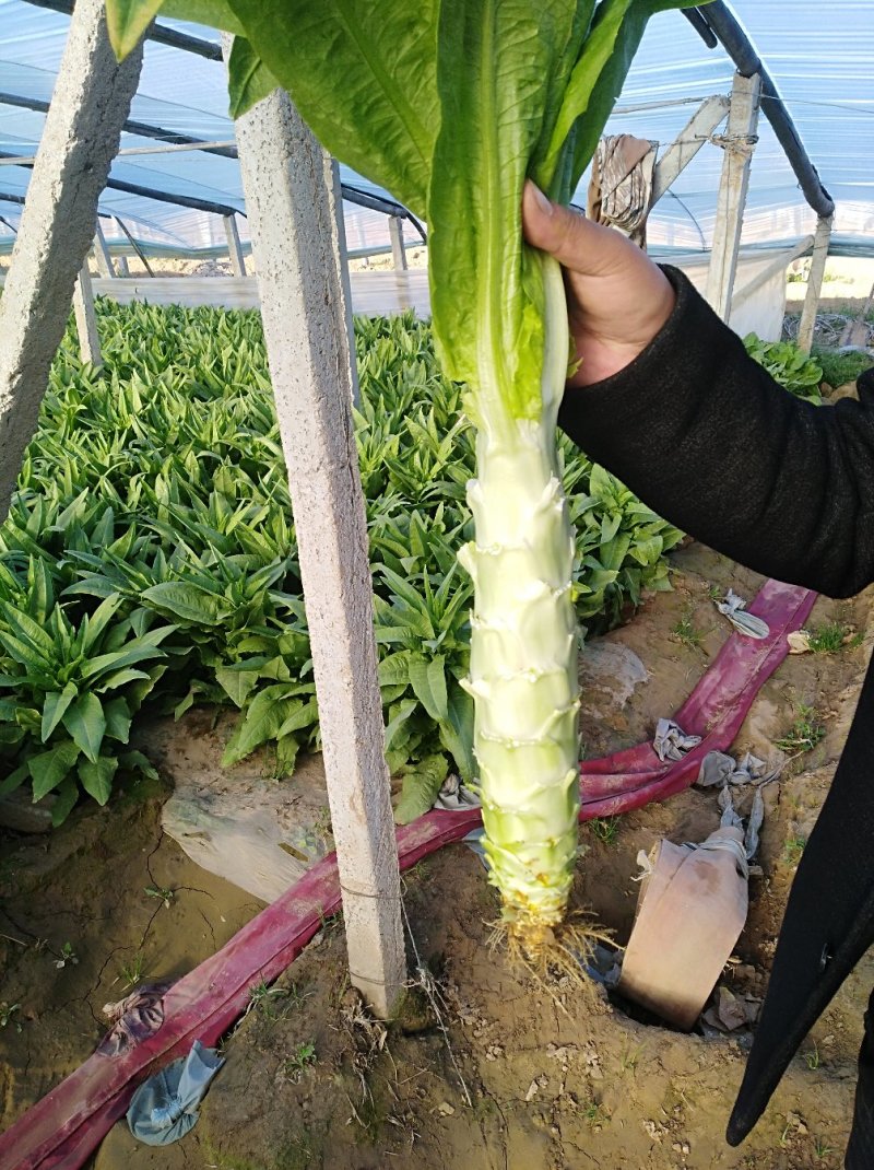 莴苣