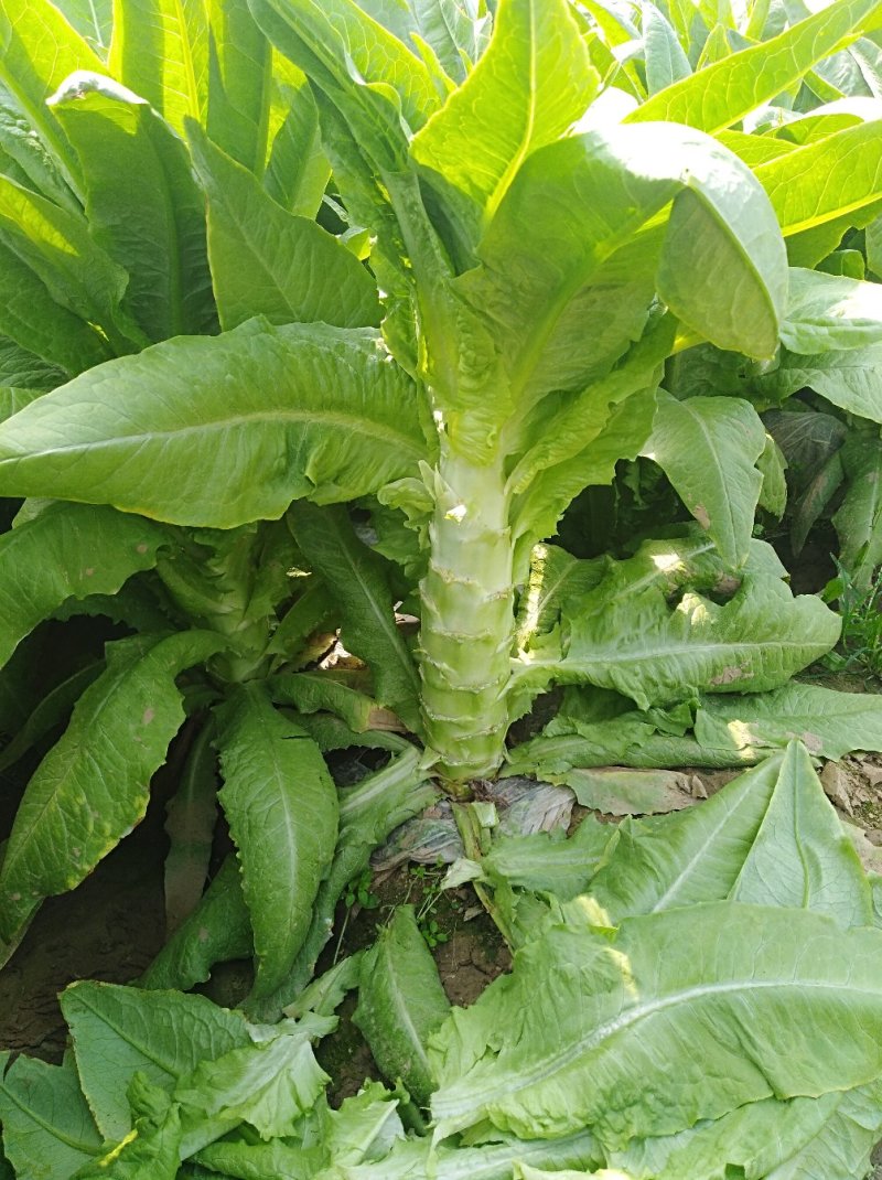 莴苣