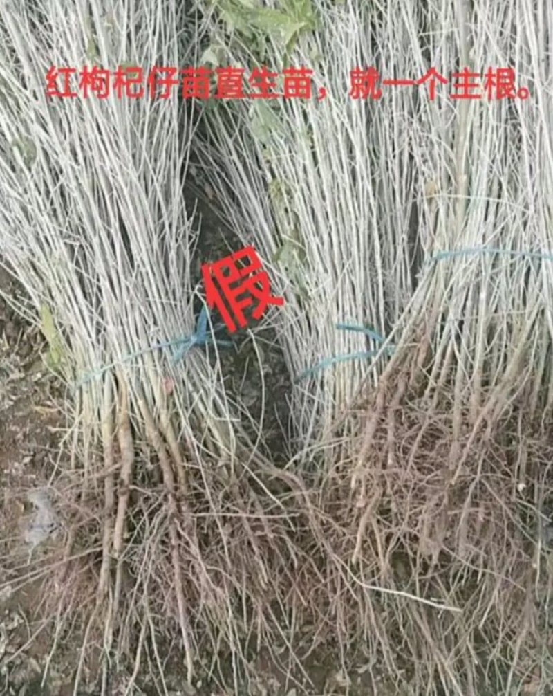 红枸杞苗，宁杞7号，3年生当年挂果，适合南北方种植。