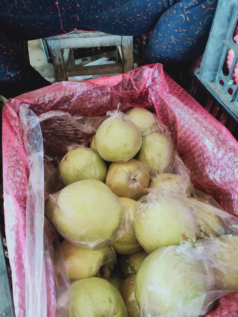 酥梨产地直销价格低口感好