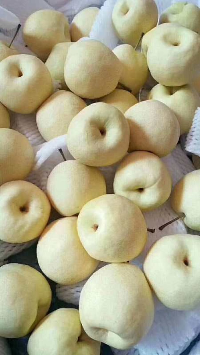酥梨产地直销价格低口感好
