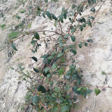 湖南邵阳隆回金银花嫁接种苗（寸苗）