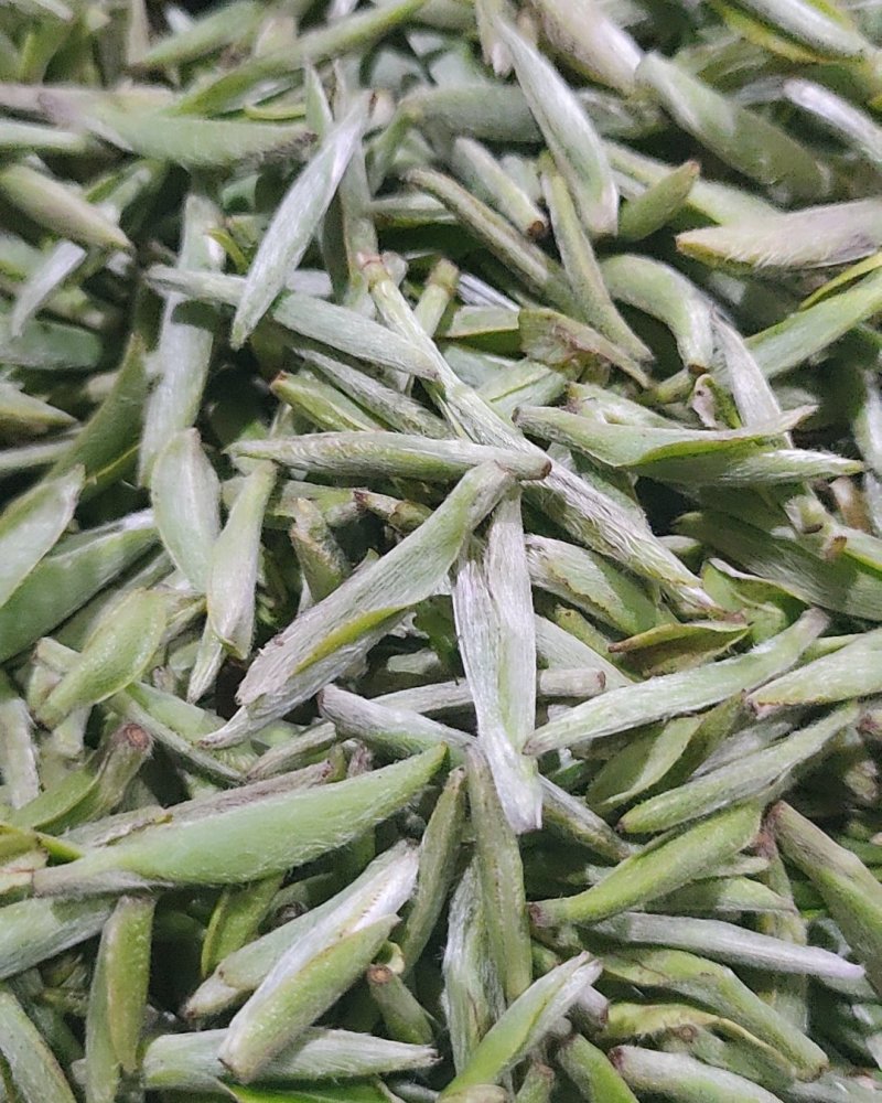 福鼎管阳高山雾里白银豪针