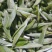 福鼎管阳高山雾里白银豪针