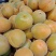 金太阳杏上市了