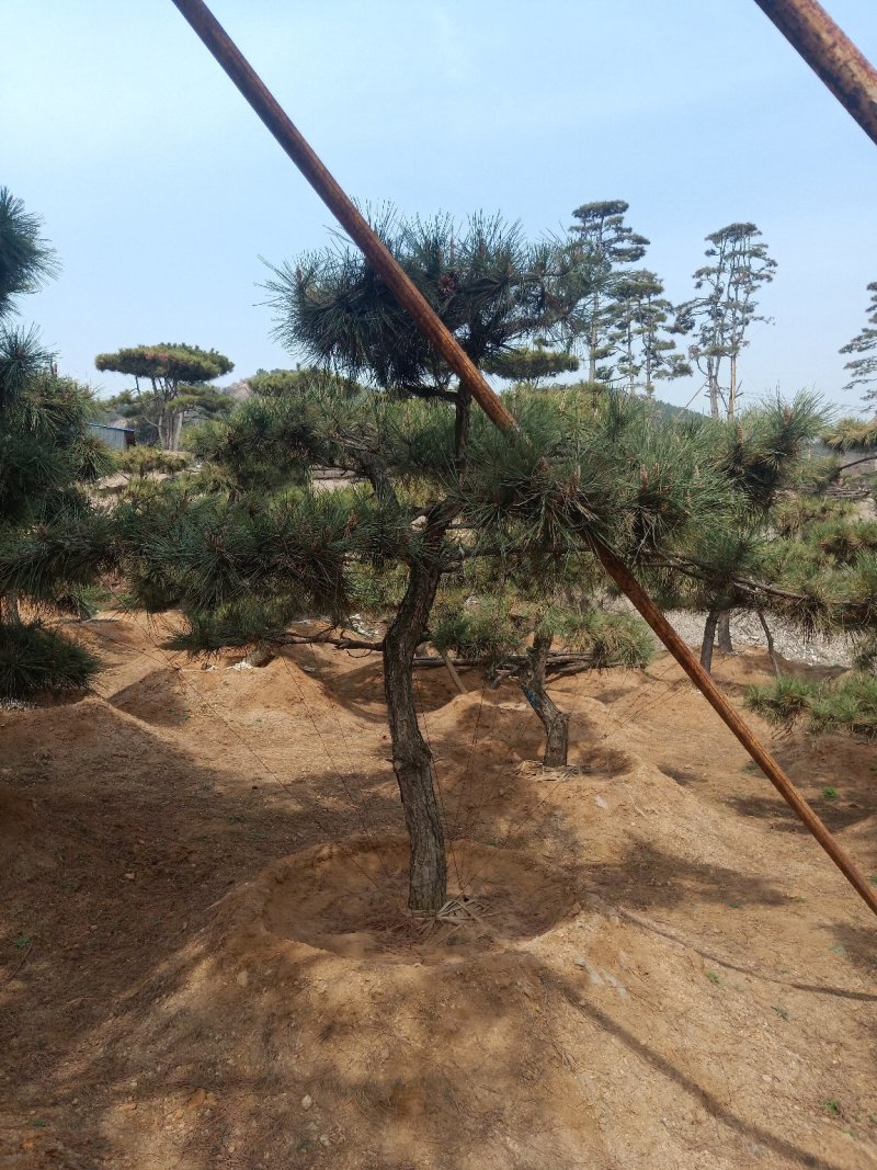 造型黑松