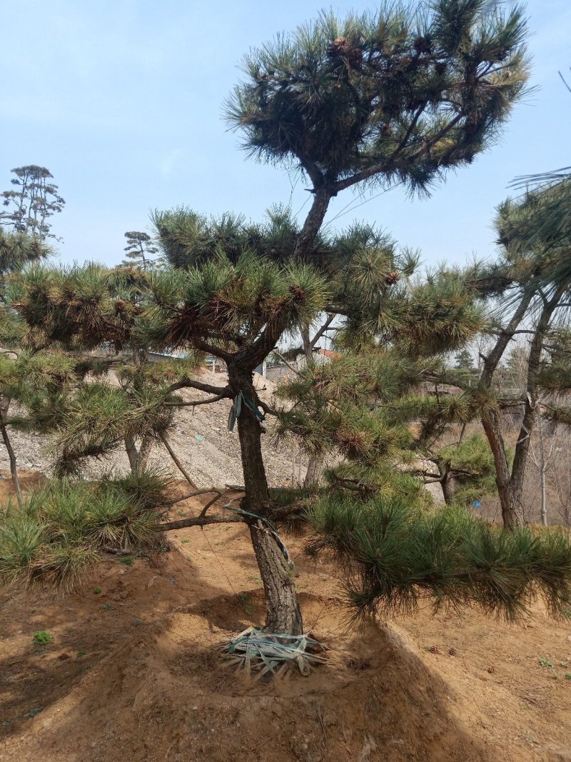 造型黑松