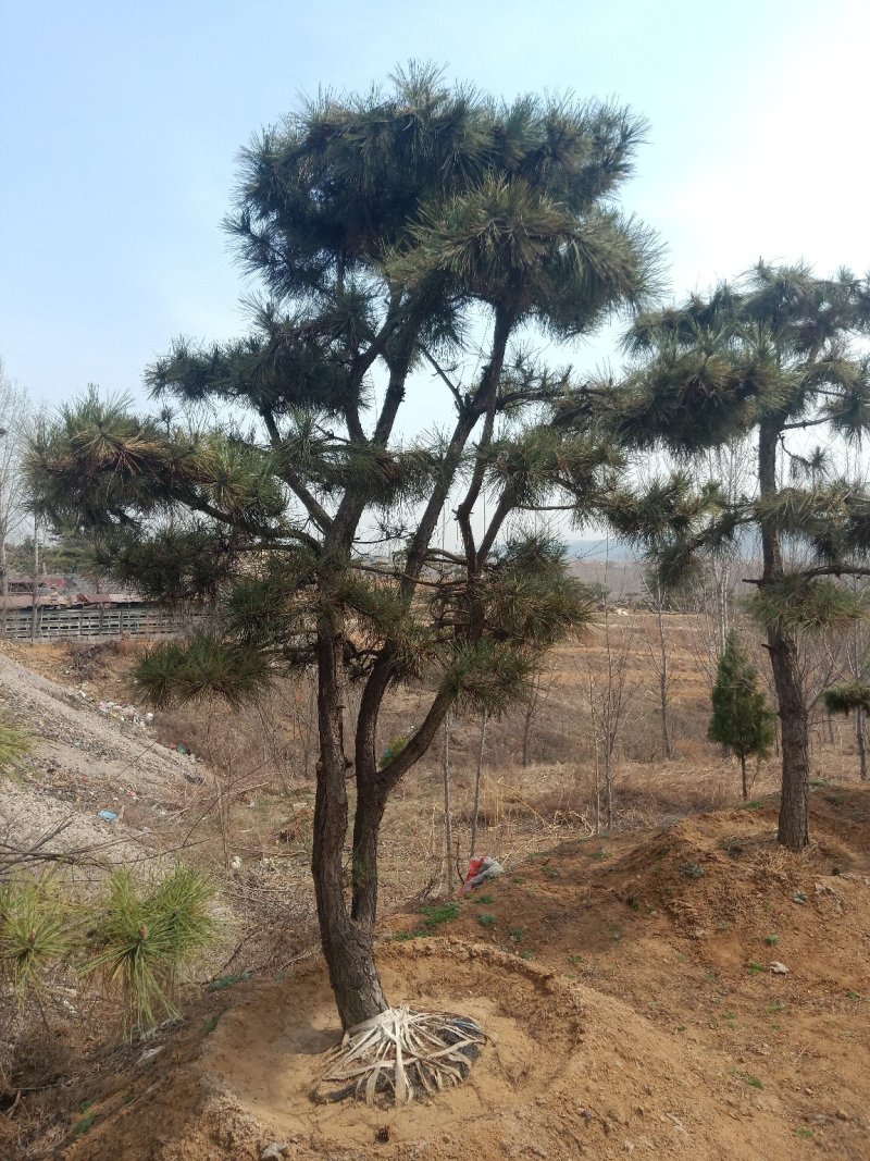 造型黑松